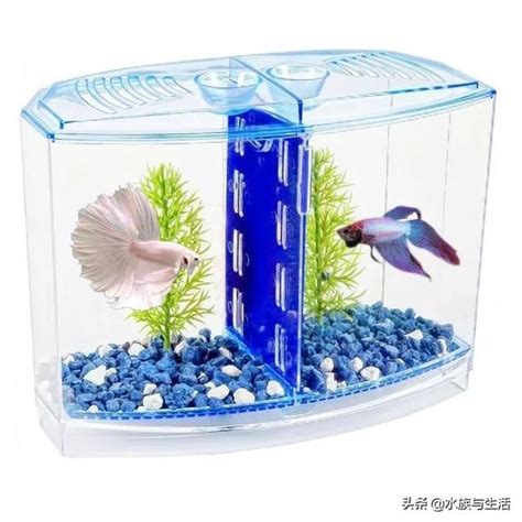 辦公桌魚缸左邊|在公司的辦公桌上如何養魚？需要考慮以下幾點